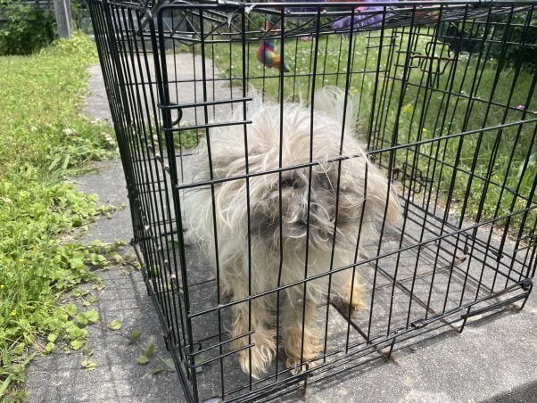 A matted white dog in a wire cage