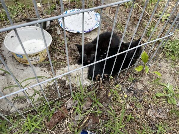 Two black kittens in a wire cage