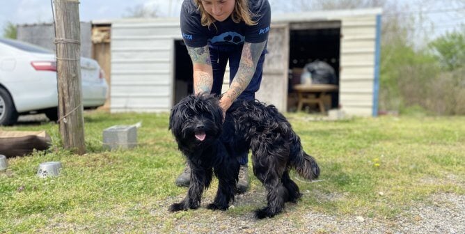 A fieldworker holding a shaggy black dog