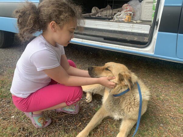 A child pets a tan dog