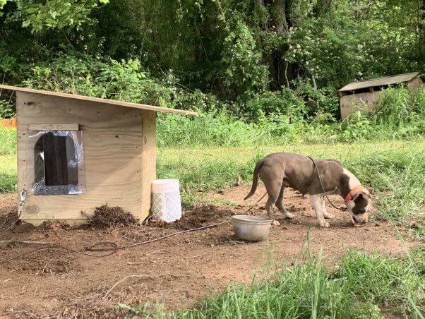 A tan dog next to a dog house