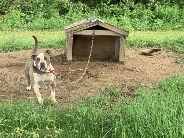 A tan dog chained to a dog house