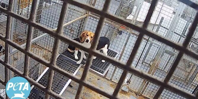 Two beagles in a barren cage