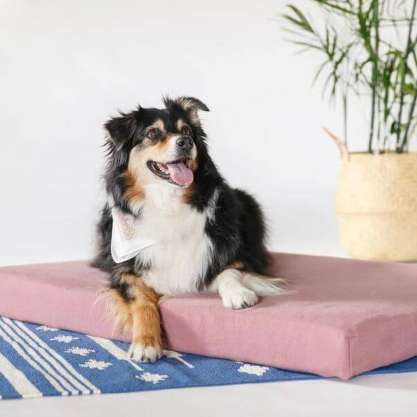 dog on an avocado green mattress dog bed