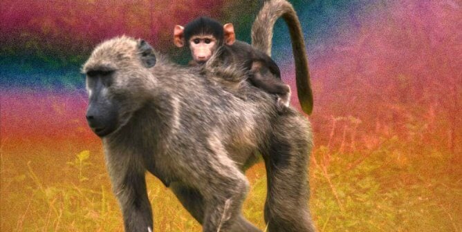 baby riding on back of parent olive baboon