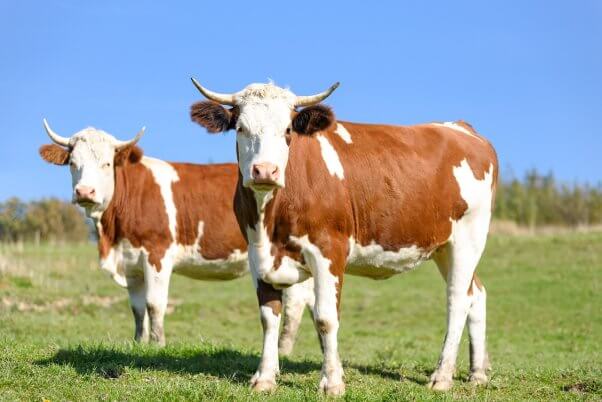 brown and white cows in field