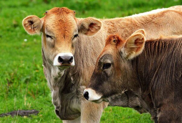 brown cows in front of very green grass