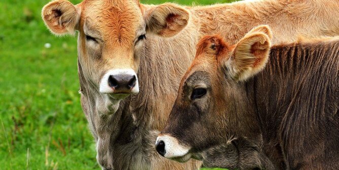 brown cows in front of very green grass