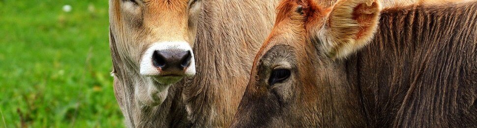 brown cows in front of very green grass