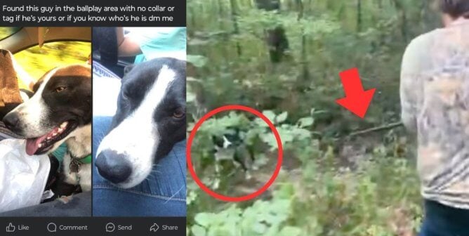 (left) missing facebook post for a dog (right) human appears to use a dog who is tied to a tree for gun target practice