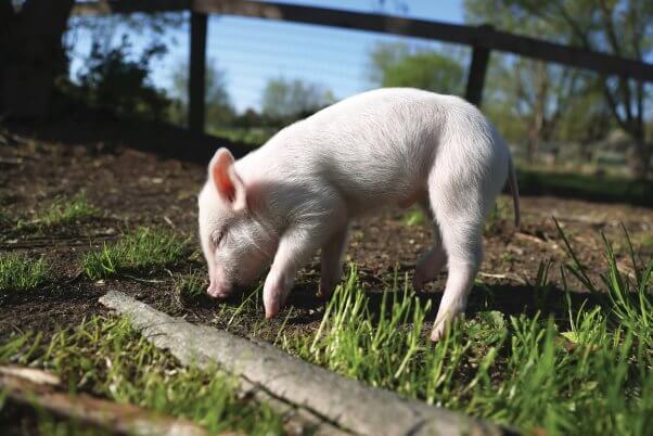 rescued pig babe sniffing the ground