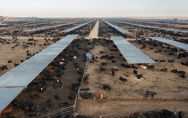 aerial photograph of fenced in cows on barren dirt lots extending to horizon