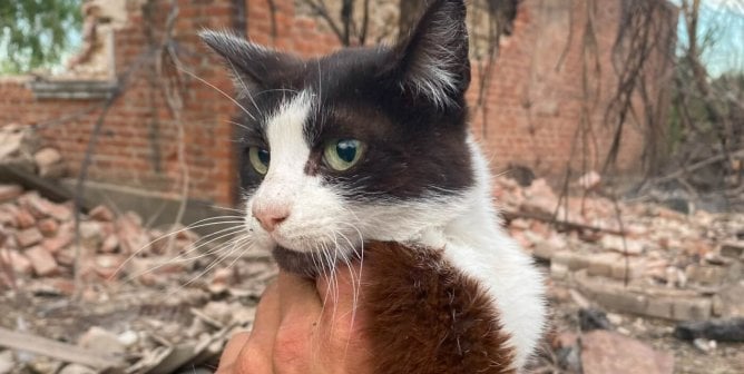 cat rescued in Ukraine