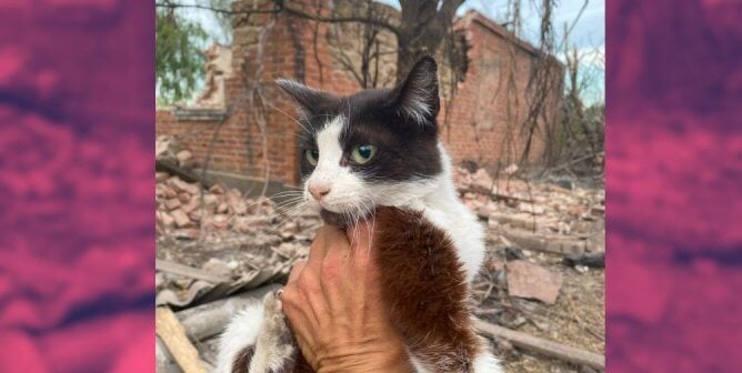 cat rescued from rubble in ukraine