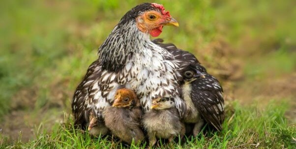 black and white chicken with babies huddled underneath her body