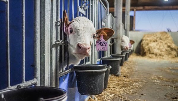 Calves poke their heads out from within a long row of pens on a dairy farm