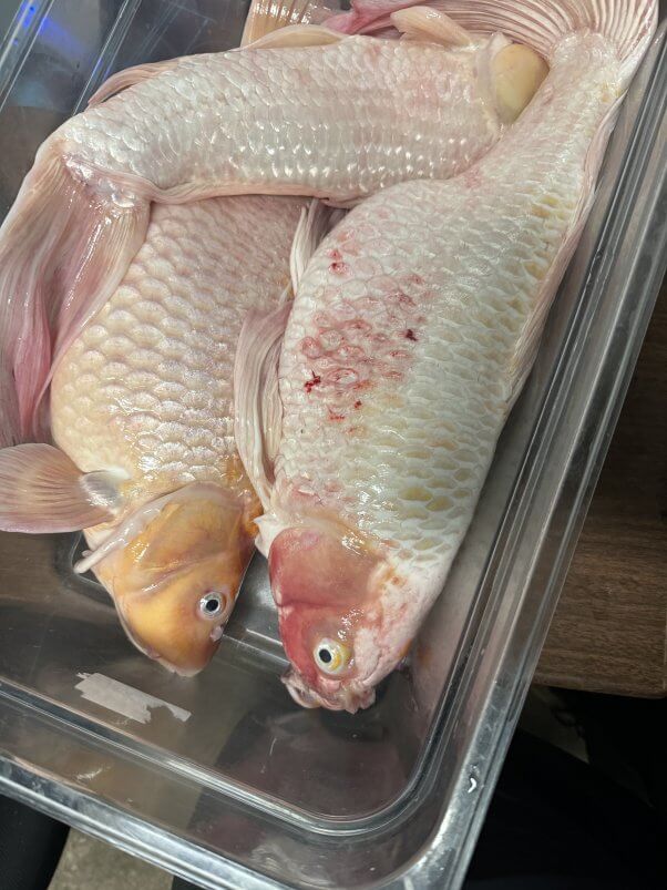 dead koi fish in a bin 