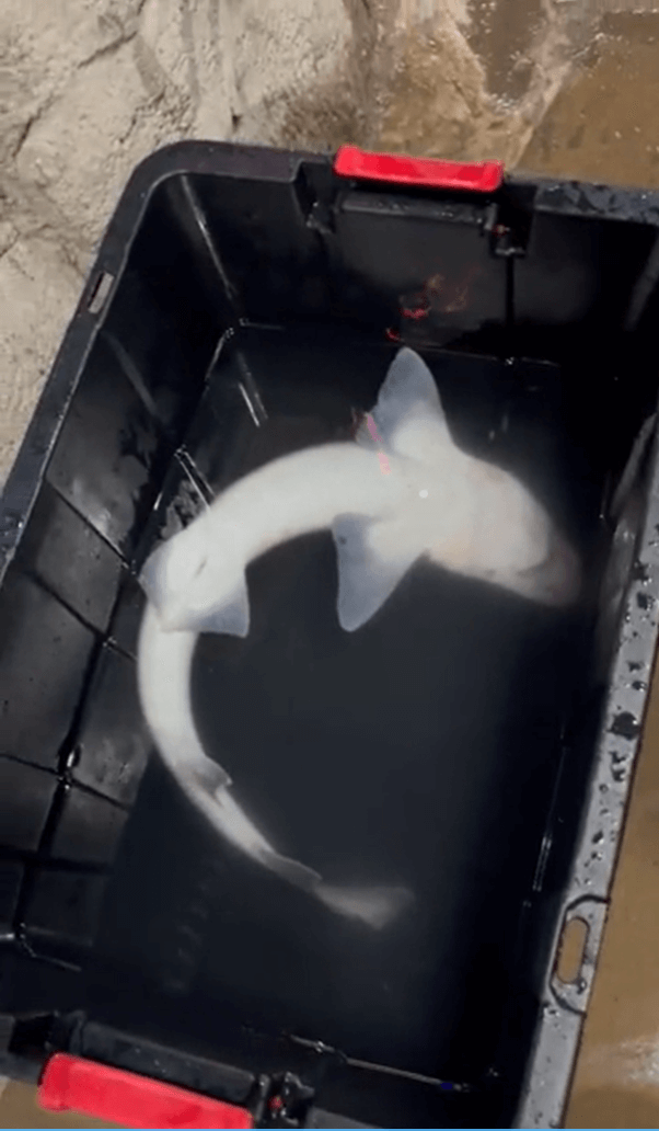 dead smooth hound shark in a plastic bin