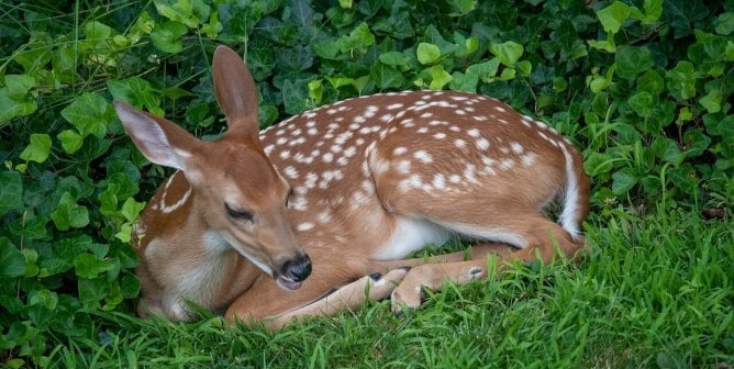 A fawn curled up in the grass