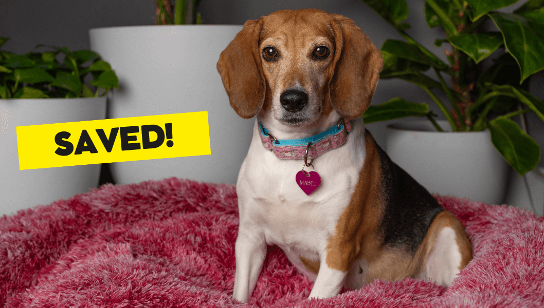 Beagle dog sits on pink bed