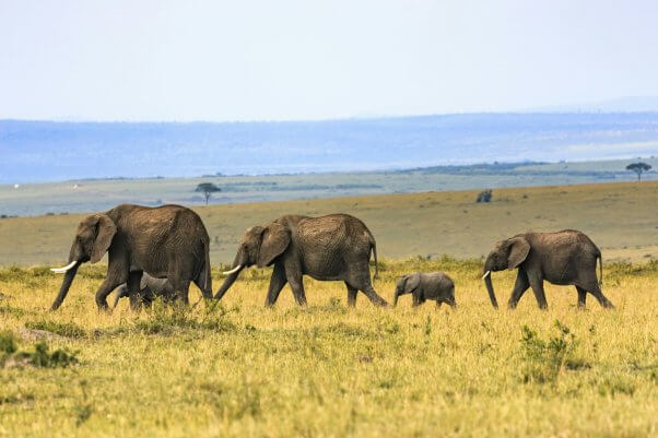 family of elephants in Kenya