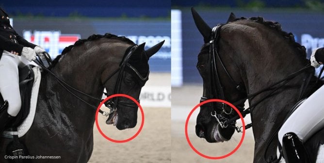 horses appear to have blue tongues during an equestrian competition