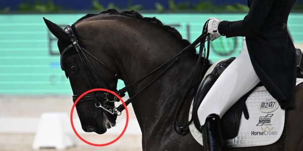 rider pulls tightly on the reins while on a horse who appears to have a blue tongue