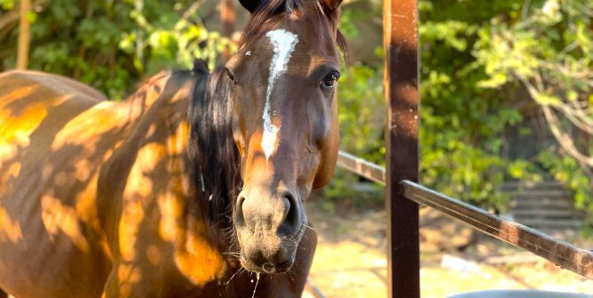 horse rescued ukraine