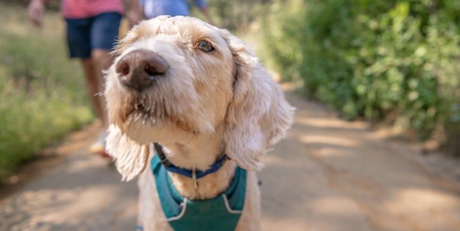 beige dog in harness walking with two people in the background