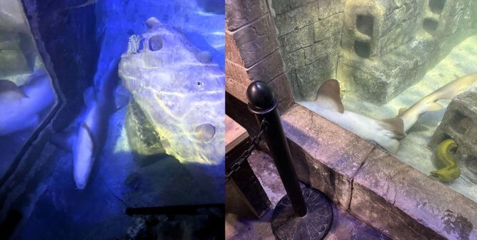 dead nurse sharks icarus and achilles in a tank at seaquest fort worth