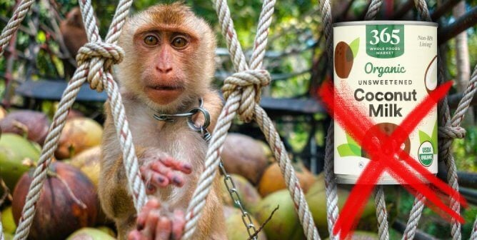 young pig-tailed macaque chained and surrounded by coconuts next to whole food's 365 coconut milk