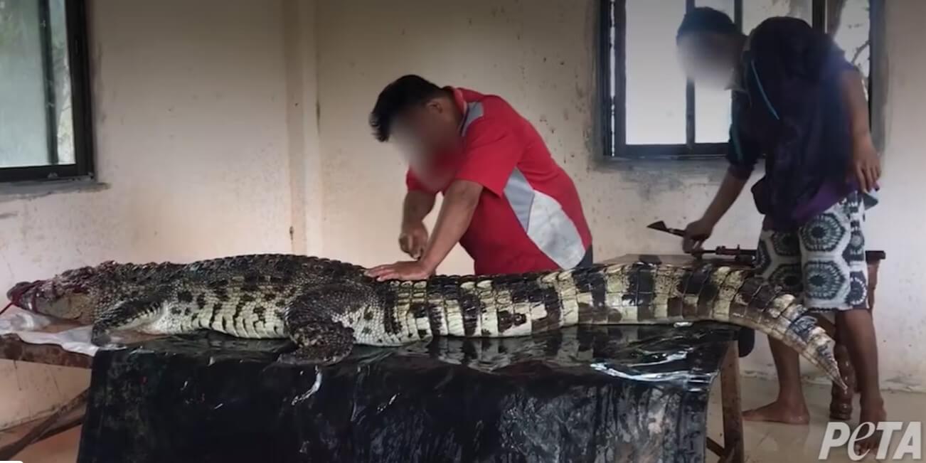 Workers cut and stab a crocodile