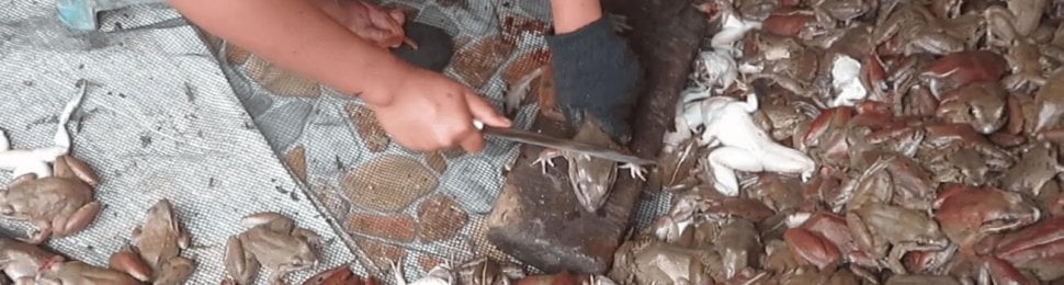 Worker cuts a frog in half