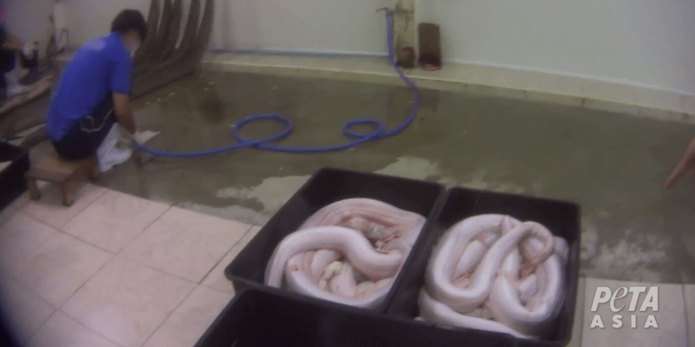 Skinned snakes in containers