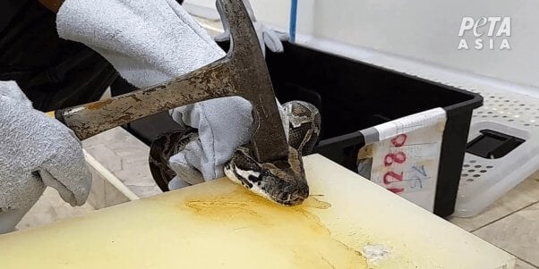 Worker bashing a python's head in with a hammer