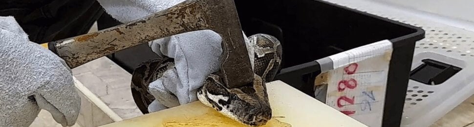 Worker bashing a python's head in with a hammer