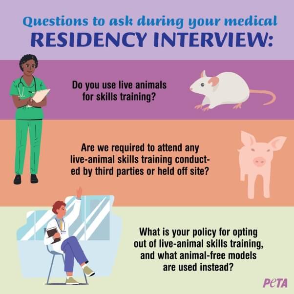 Infographic showing three questions students can ask during a medical residency interview. The first is "Do you use live animals for skills training?" The second is "Are we required to attend any live-animal skills training conducted by third parties or held off site?" and the third question is "What is your policy for opting out of live-animal skills training, and animal-free models are used instead?"