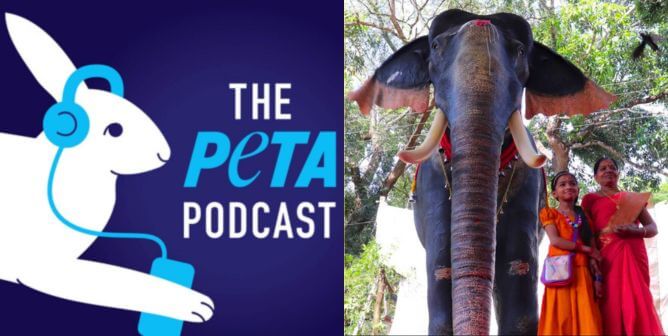 PETA podcast logo and electronic elephant next to two humans in India