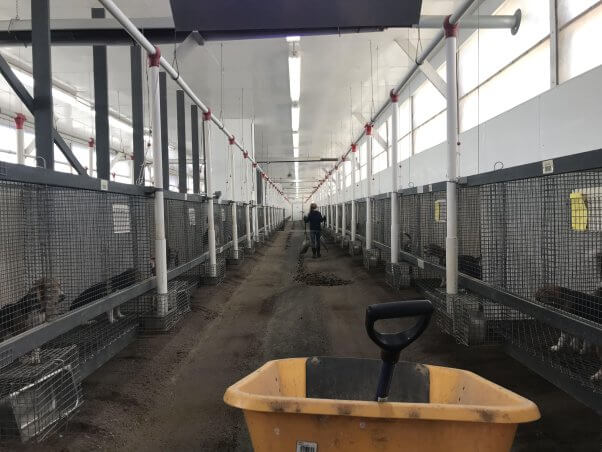 A person walking down a hall with cages on either side. Each cage has a beagle trapped inside