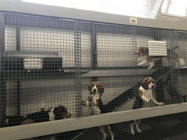 Several beagles in a two tiered cage
