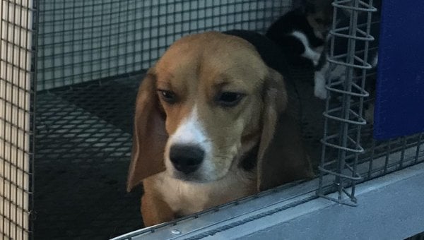 Close of a mother beagle with her puppies behind