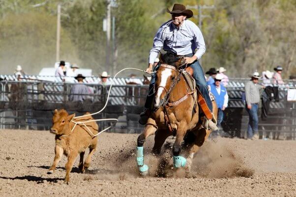 calf roping at a rodeo
