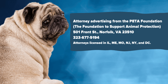 sad pug looking out at viewer with text about contacting FSAP lawyers