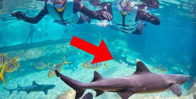 two humans swimming with sharks at SeaWorld event, a red arrow points to shark