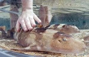 photo, eye level, of a light skinned human hand touching the back of a small brown shark the size of small dog in what appears to be a very small, barren acrylic tank