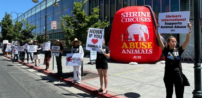 This Fez Is for You! Shriners Face PETA’s Massive Protest Over Circus Cruelty