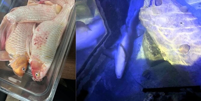 (left) dead koi (right) dead nurse shark in a tank