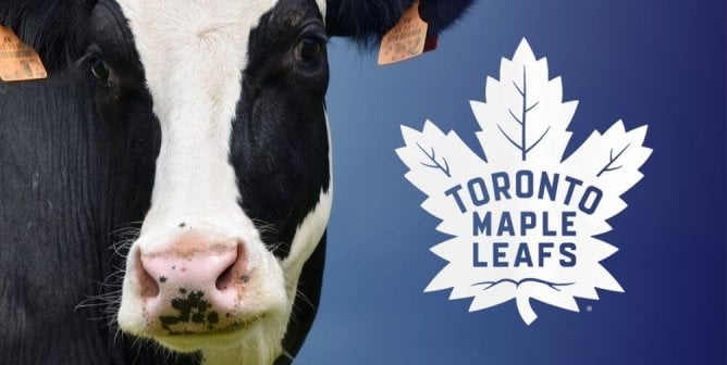 Close up of black and white cow with Toronto Maple Leafs logo