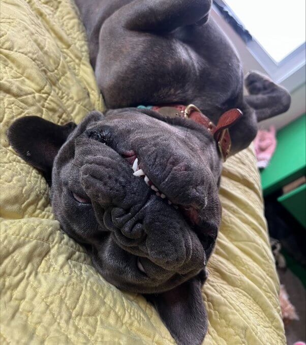 Adoptable dog Vinny lying upside down on bef