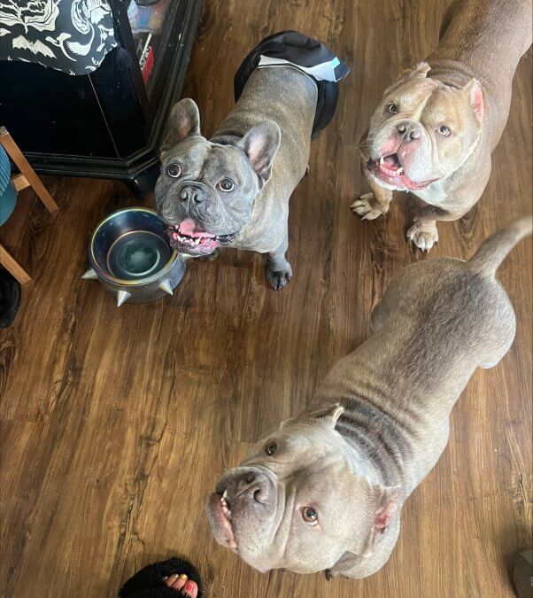 Vinny with foster siblings